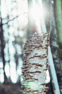 tree trunk overgrown with mushrooms, close-up tree trunk overgrown with mushrooms, close-up